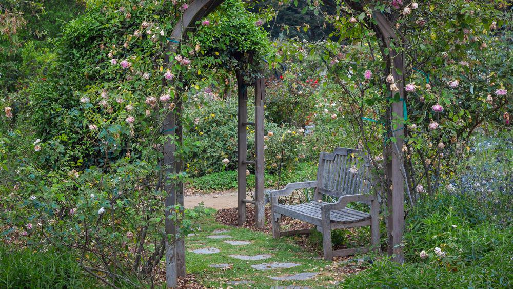 Large green garden with a garden bench, overhead trellis and stepping stone path