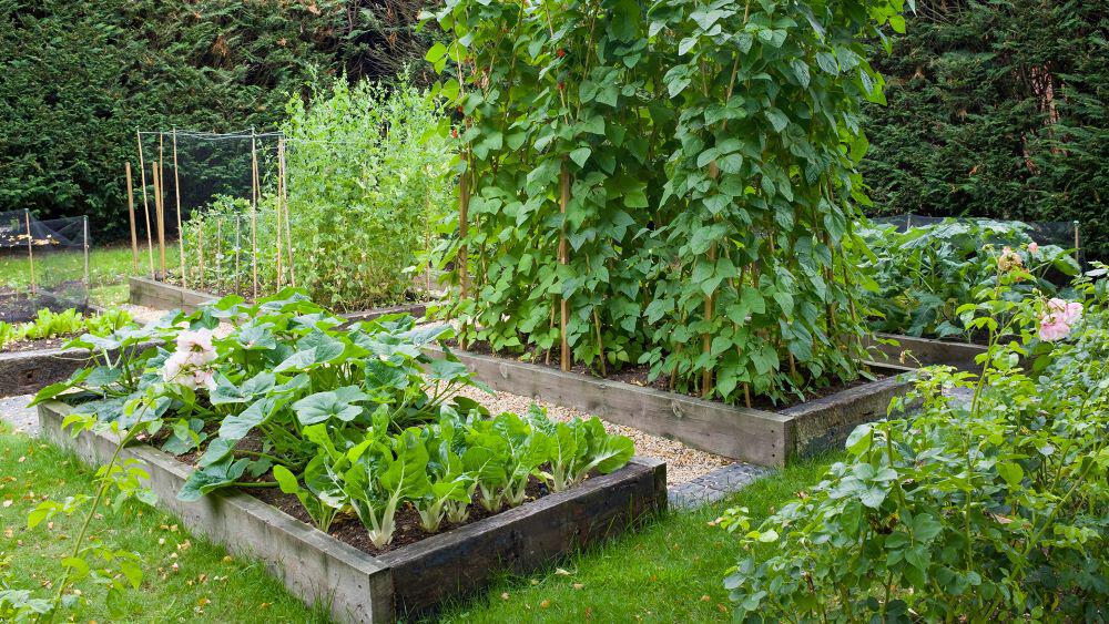 Large thriving vegetable patch