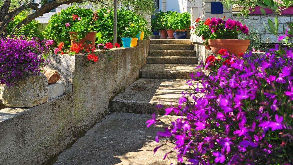 Garden steps with colourful purple and orange flower border