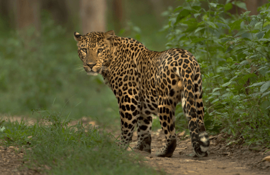 leopard in forest image