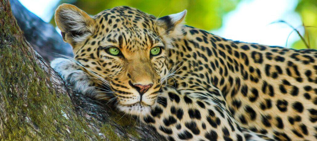 leopard in tree close up image