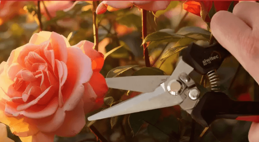 Hand schneidet Rose mit Gartenschere im Sonnenlicht – perfektes Werkzeug für Gartenpflege