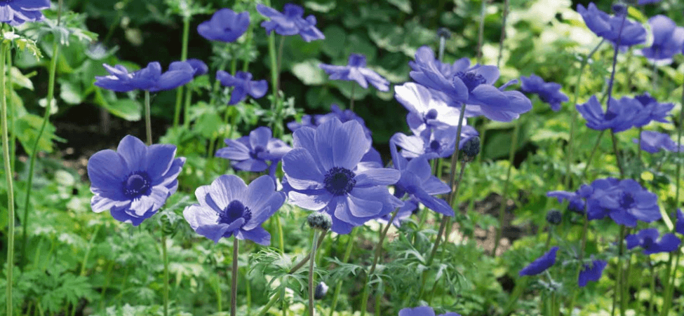 Marshalls Garden more ways to save - Image of a field full of blue flowers