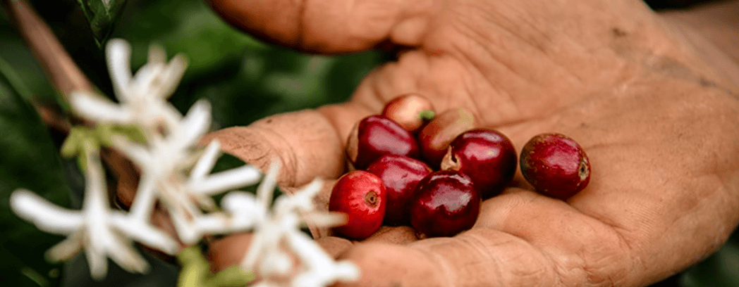 Fairtrade Kaffee bei Nespresso