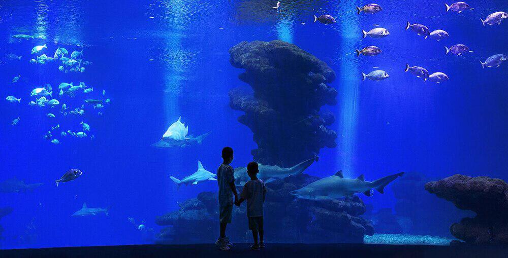 Banner der Palma Aquarium Gutscheinseite: Kinder stehen vor riesigem Aquarium und bestaunen Haie und weitere Fische