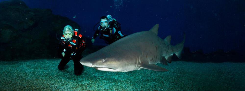 zwei Menschen tauchen mit Haien im Palma Aquarium