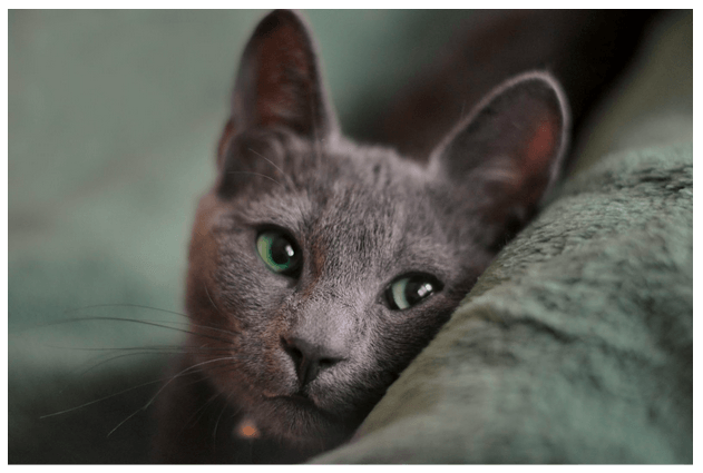 Graue Perser Katze