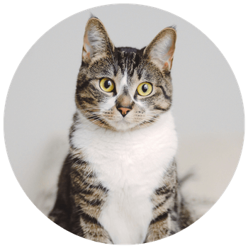 A headshot of a brown and white cat against a pale background