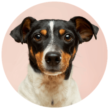 A headshot of a Terrier dog on a pale pink background