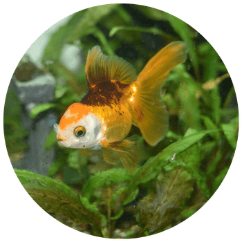 A yellow coloured fish in a tank environment