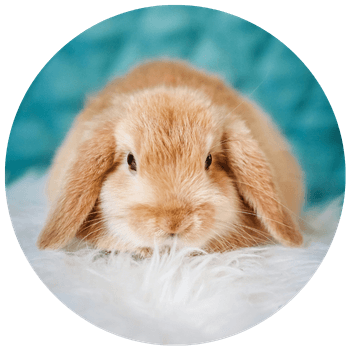 A cut ginger rabbit sitting on a fluffy white cushion