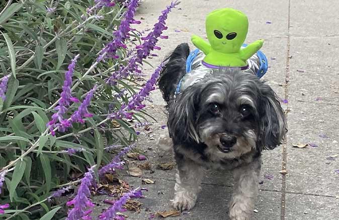 Dog Halloween Costume