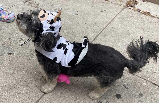 Dog Halloween Costume