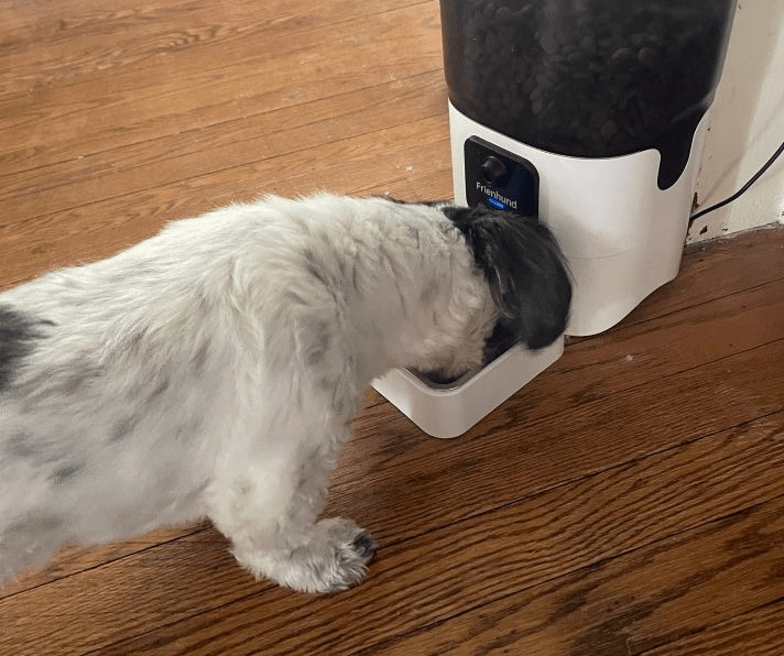 Amazon Pet Feeder