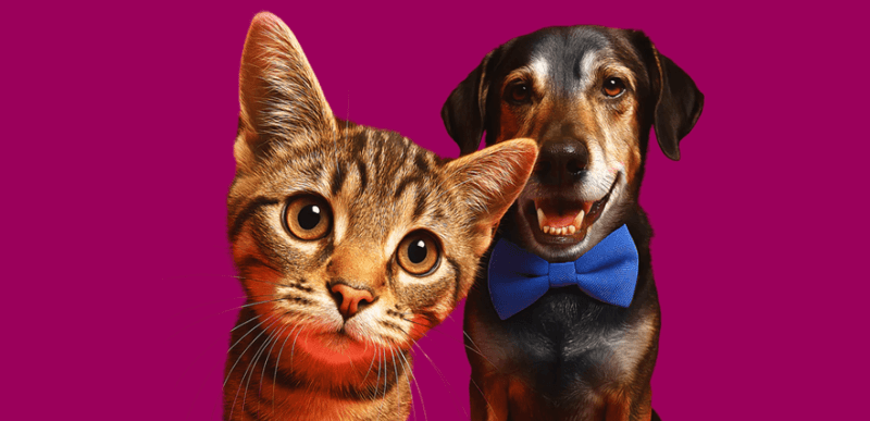 Petgevity more ways to save image - A picture of a dog and cat on a purple background