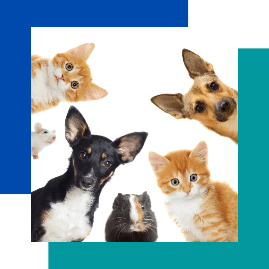 Raise free donations with Savoo for National Pet Month