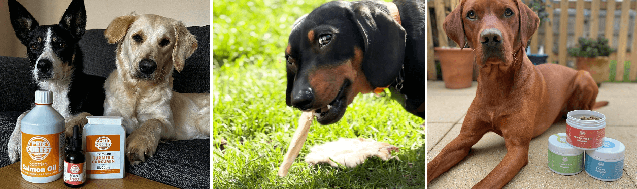 Pets Purest dog health and cat health products from Pets Purest on Instagram