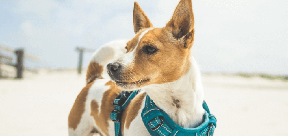 Petsure more ways to save image - A picture of a dog on a beach
