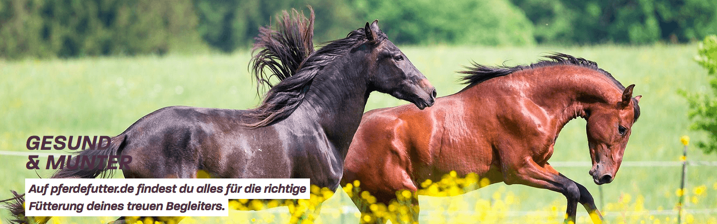 Finde das passende Futter für dein Pferd bei Pferdefutter.de im Angebot