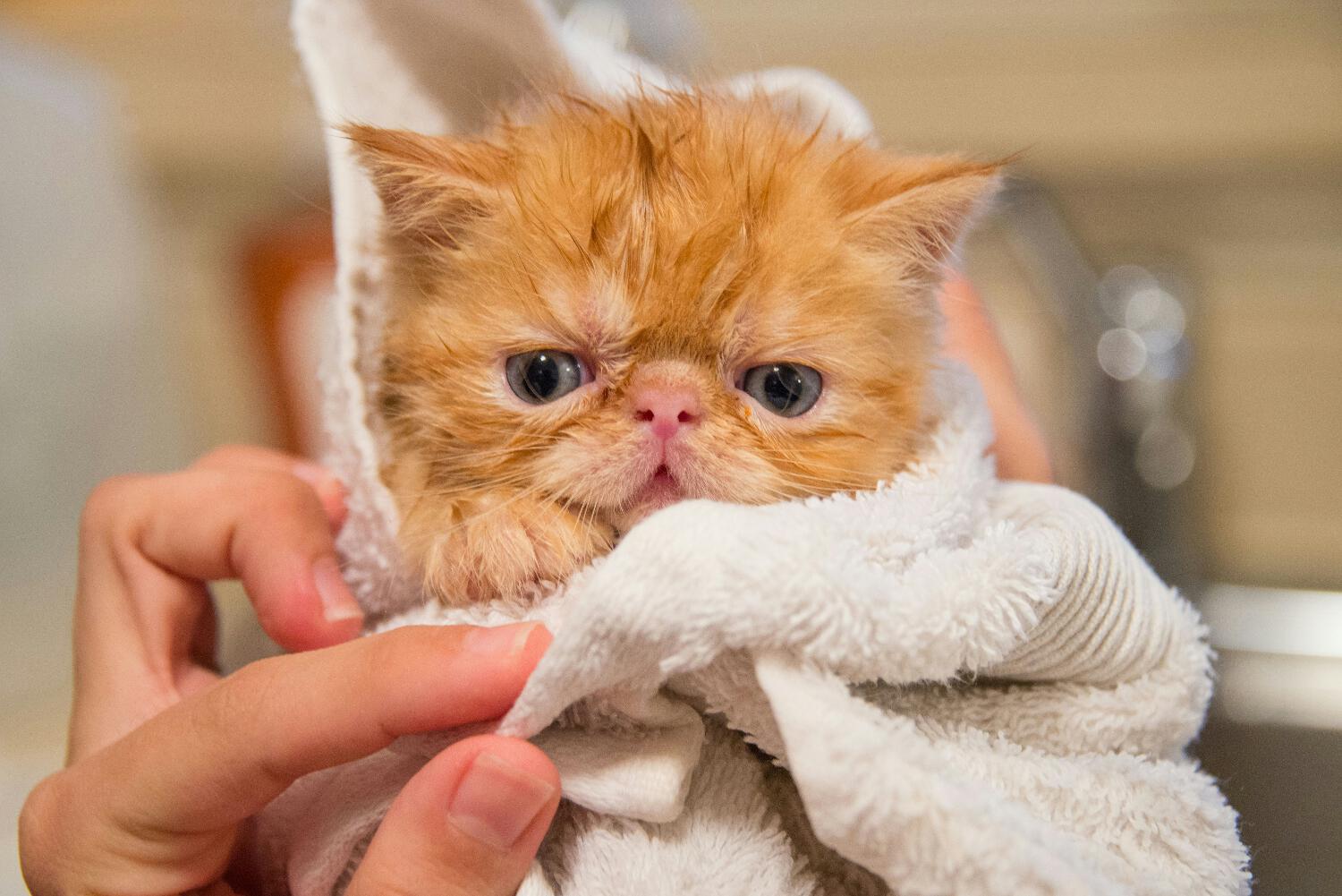 Photo d&apos;un chat enroulé dans une serviette par Dan Wayman sur Unsplash