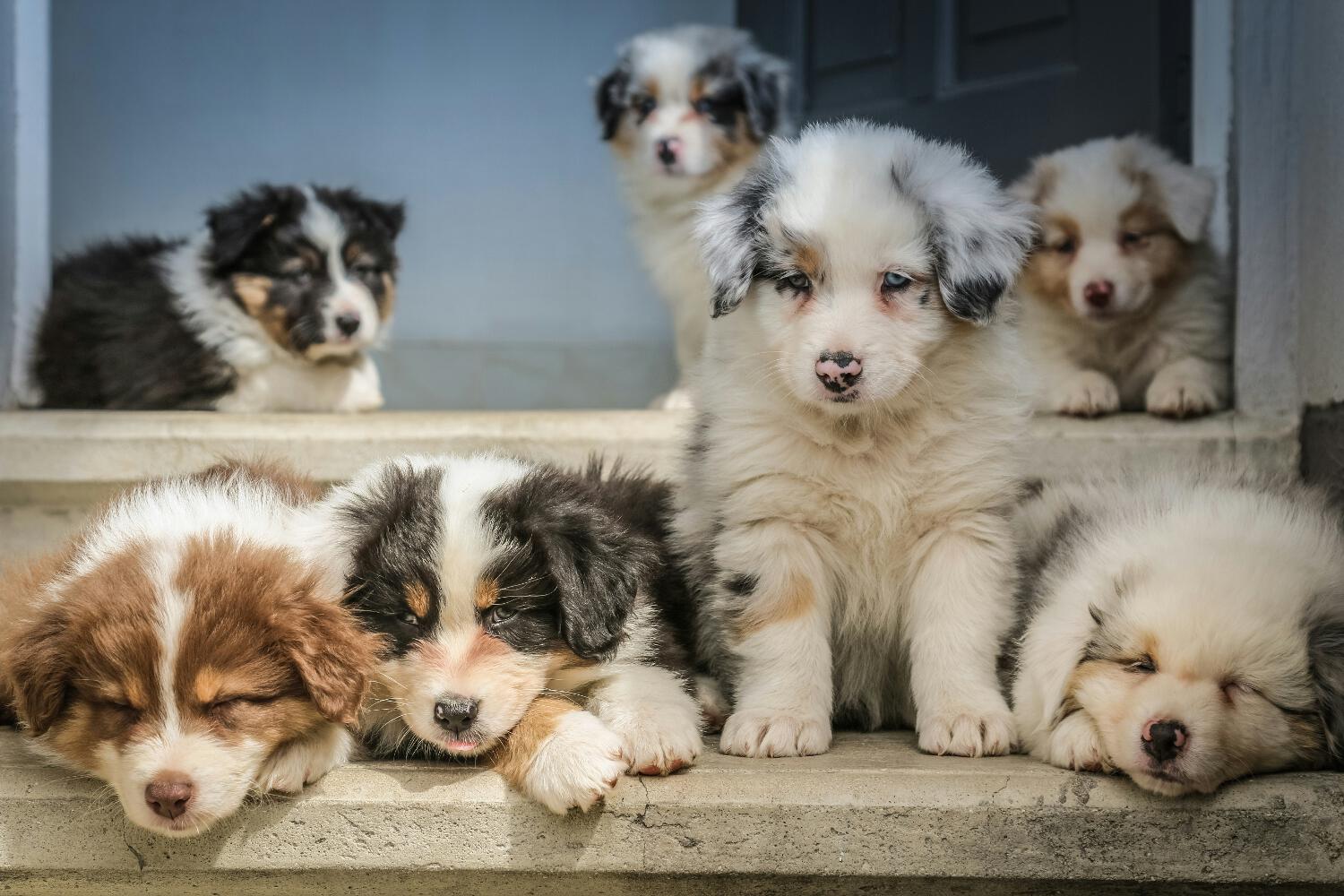 Photo d&apos;un groupe de chiots par Jametlene Reskp sur Unsplash