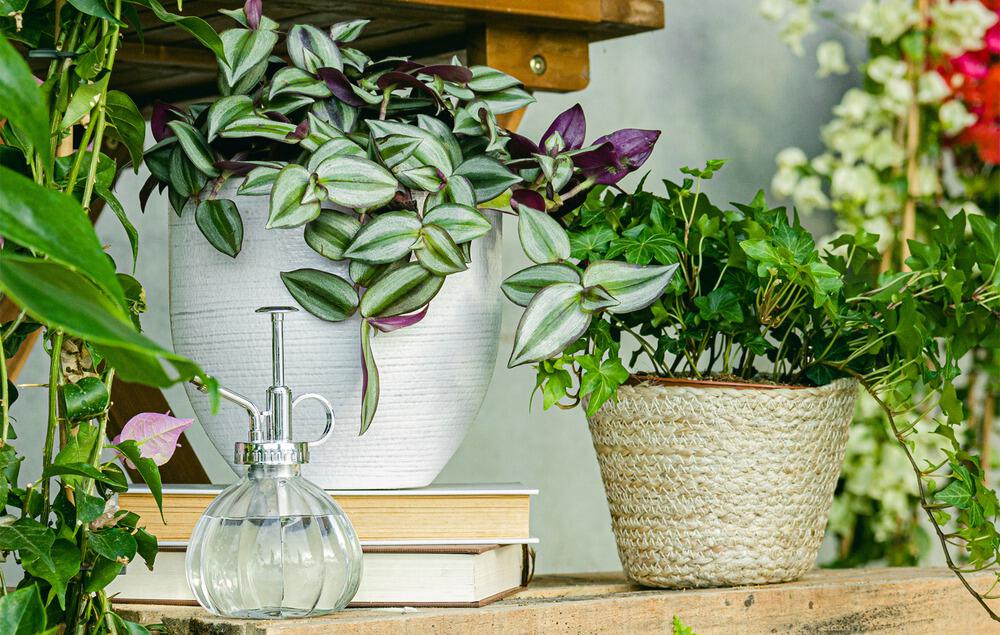 Plantes et cache-pots Be.Green sur une table en bois