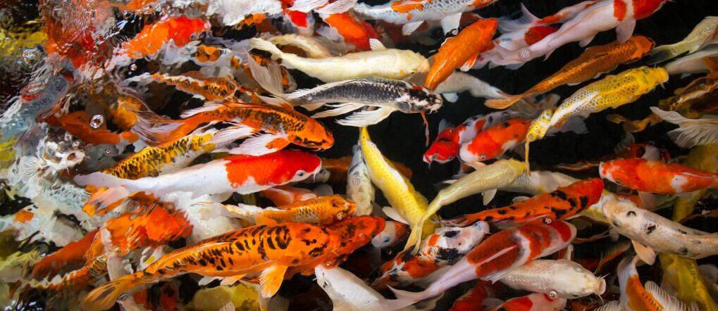 Pondkeeper ways to save banner - Assorted fish in a pond
