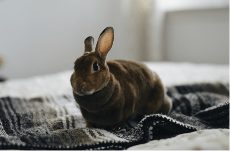 rabbit on the bed