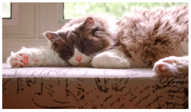 Ragdoll Katze schläft auf einem Sofa