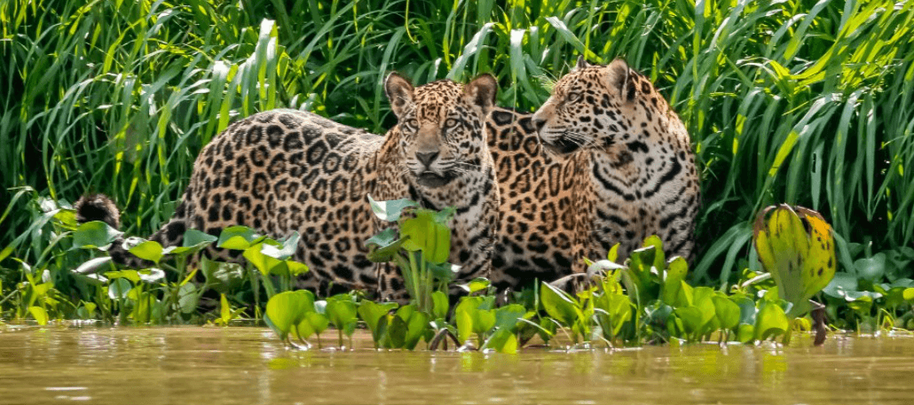 Wild cats in the rainforest