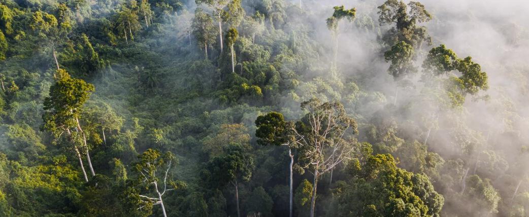 a aerial photo of the rainforest