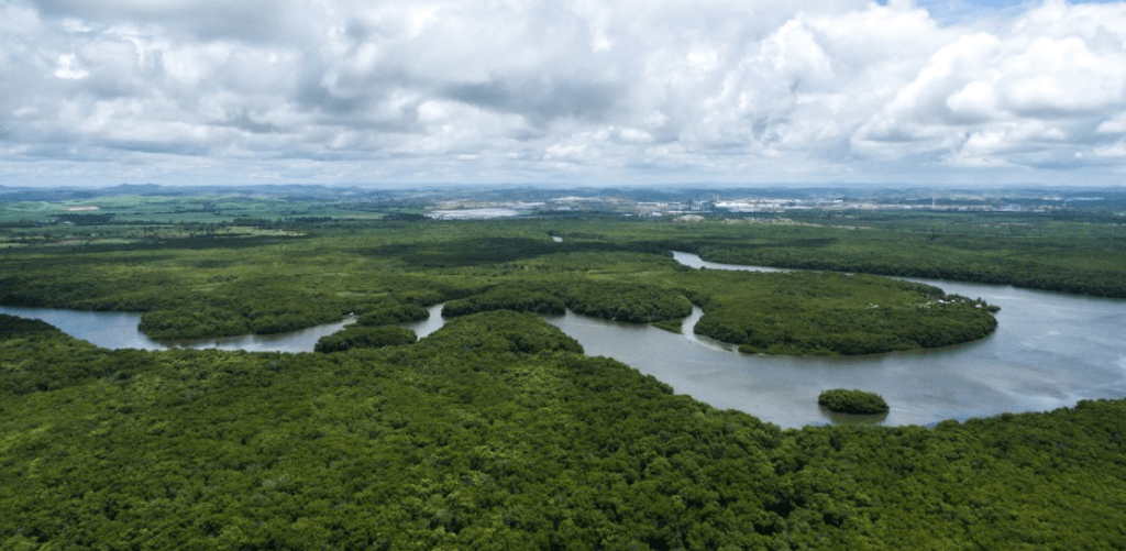 Raise a Donation for Rainforest Trust