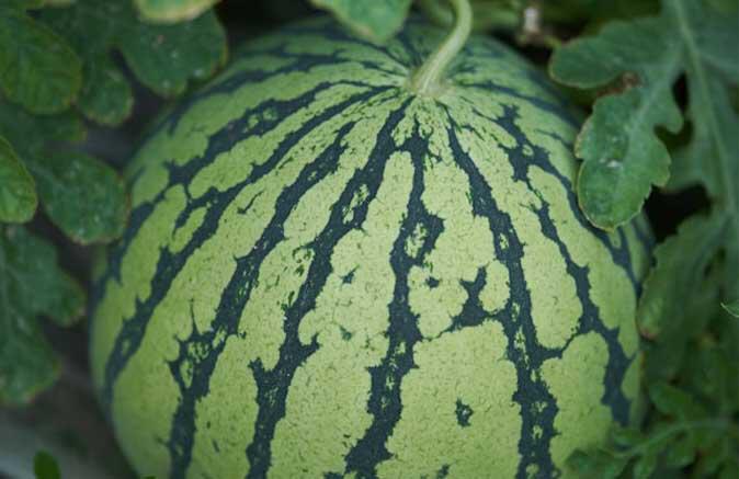 Summer melon