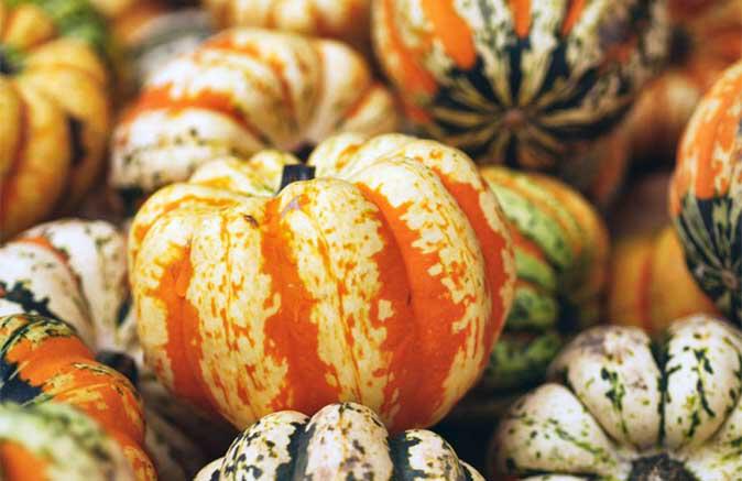 Autumn squash