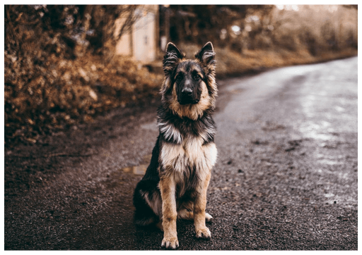 Deutscher Schäferhund im Wald