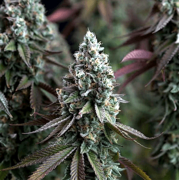 Seedsman black sugar feminized seeds
