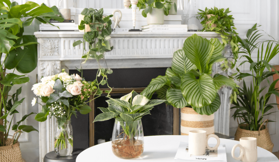 sélection de plantes et bouquets Bergamotte sur fond blanc dans un salon