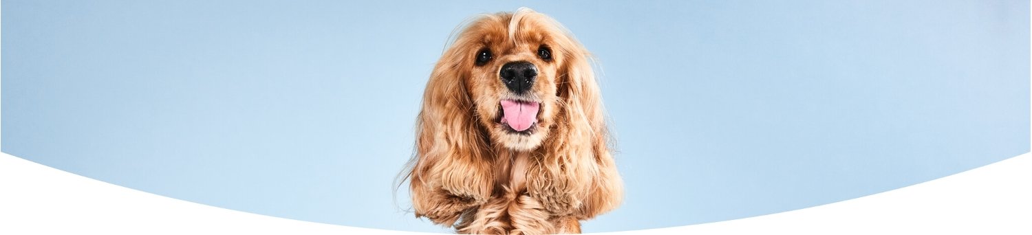 Banner für die Tails.com Gutscheinseite mit Hund, der die Zunge herausstreckt