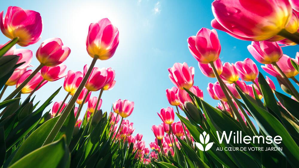 Tulipes roses chez Willemse