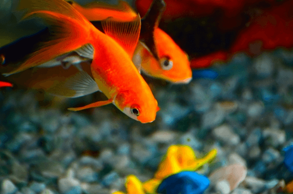 two goldfish swimming
