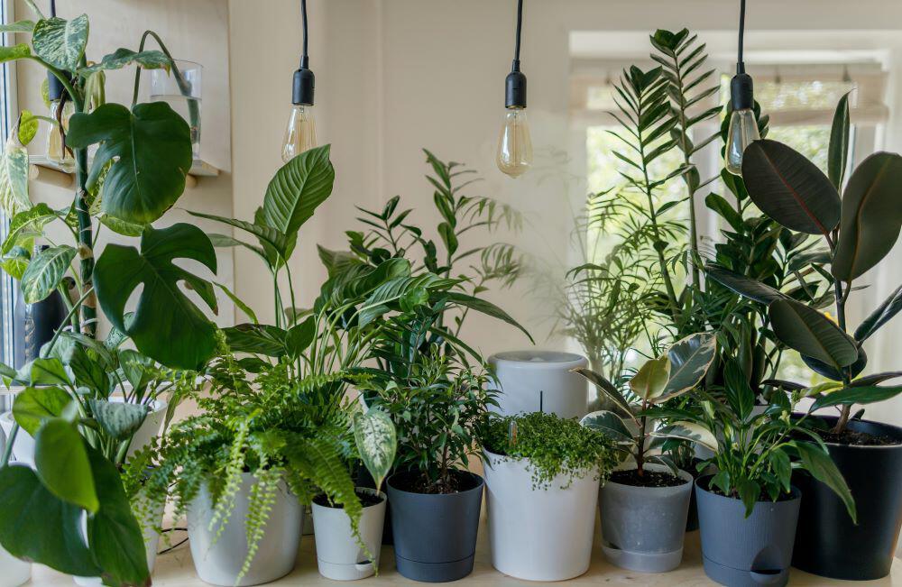 Collection of potted houseplants