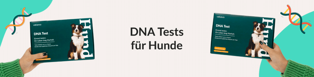 Mache einen DNA Test für deinen Hund bei Vetevo