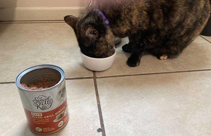 Special Kitty
