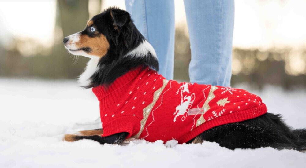 Ein Hundepullover aus dem WOLTERS Sortiment