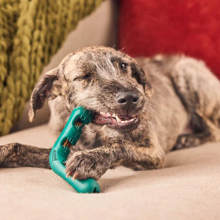 Dog chewing Woof BullySaver dog chew toy