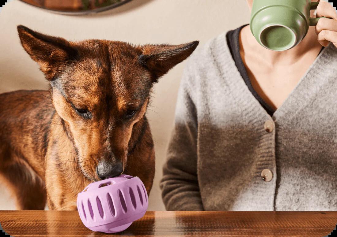 Dog with Woof Pupsicle sitting by owner