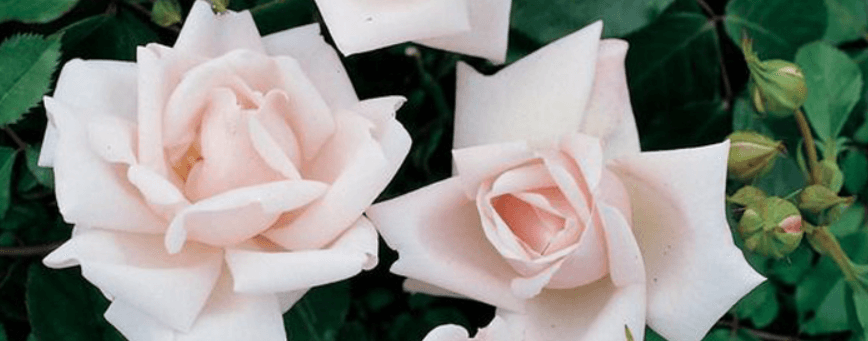 World of Roses savings guide