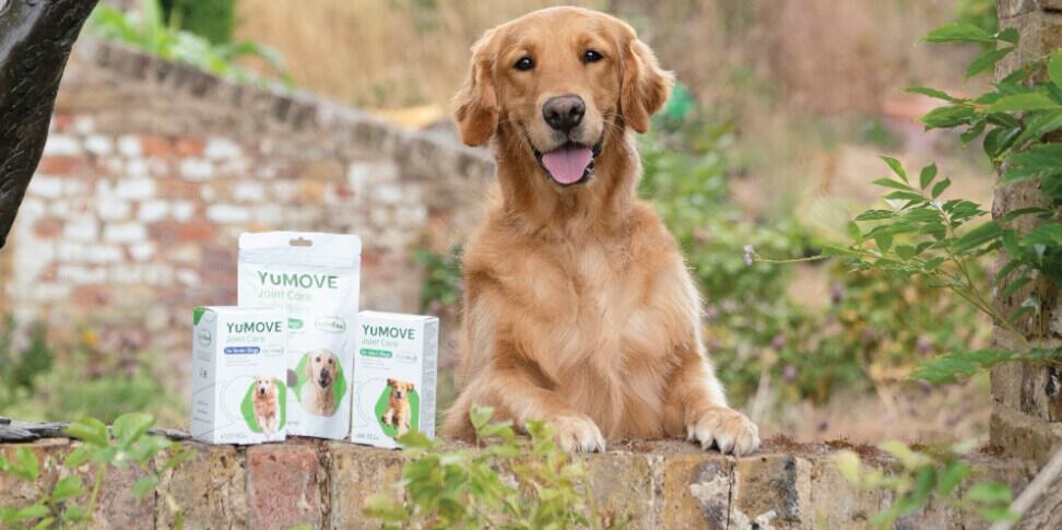 YuMOVE savings guide banner showing a Golden Retriever dog standing up a wall whuch has YuMOVE products perched on it
