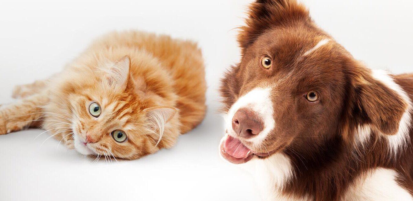zooplus offers page banner showing a cat and dog lazing around