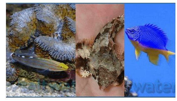 50% Off Fish Trio